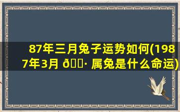 87年三月兔子运势如何(1987年3月 🌷 属兔是什么命运)